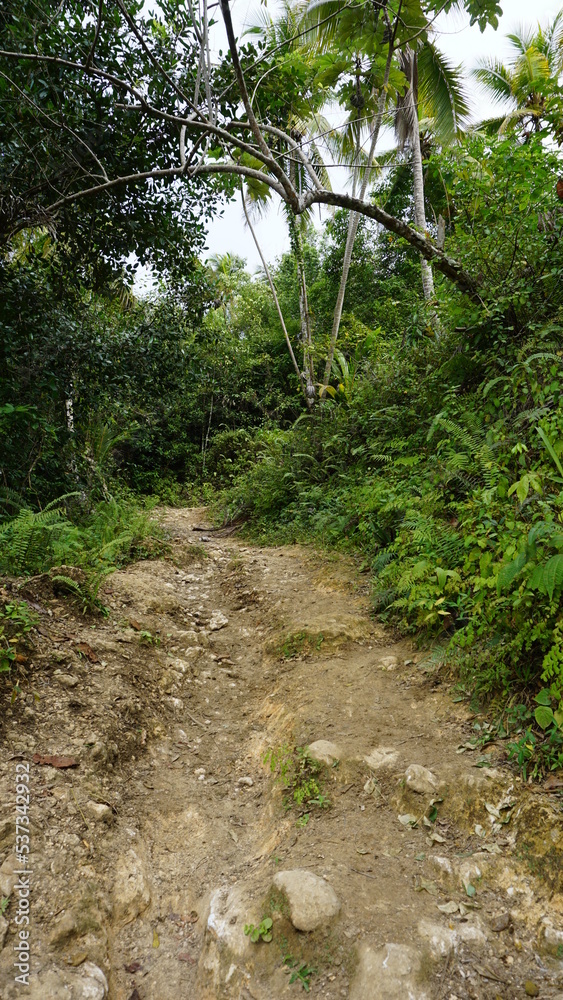 Fototapeta premium the start of the hiking trail Sendero Franklin to the waterfall Salto El Limon in the province of the Samana Peninsula in the Dominican Republic in the month of January 2022