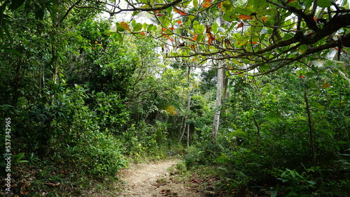 the start of the hiking trail Sendero Franklin to the waterfall Salto El Limon in the province of the Samana Peninsula in the Dominican Republic in the month of January 2022