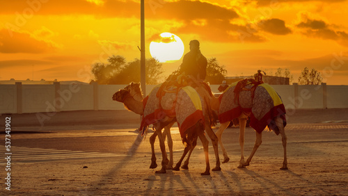 Camel Race trainers.