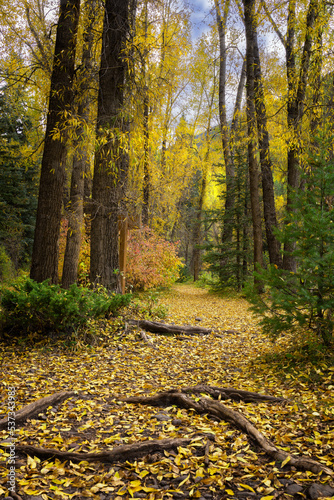 Trail in Colorado forest during fall colors