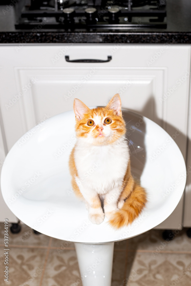 Ginger kitten sitting on a white bar stool seat in the kitchen looks up and asks for food. Feeding pets Ginger kitten sitting on a white bar stool seat in the kitchen looks up and asks for food. Feeding pets