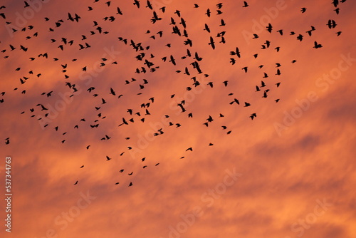 Canvas Print birds in the sky