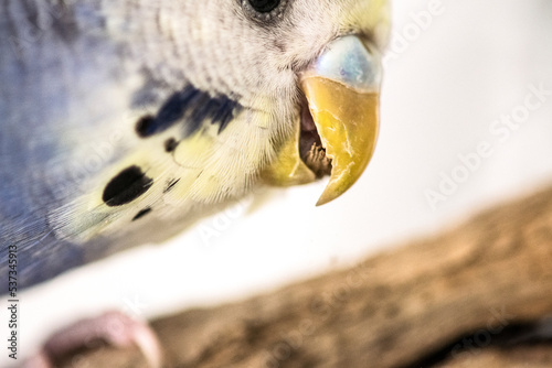 Obraz na plátně Budgie light blue cuddling and nibbling