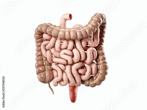Quadro su tela 3d illustration of human internal organ - intestine
