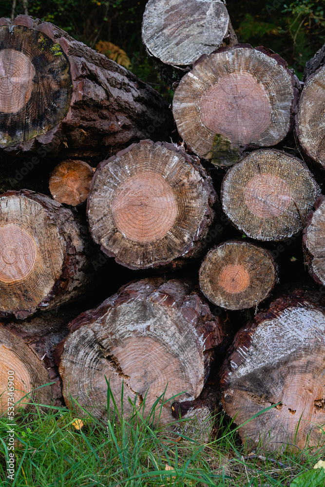 Pine logs in a pile. Copy space. Vertical photo.