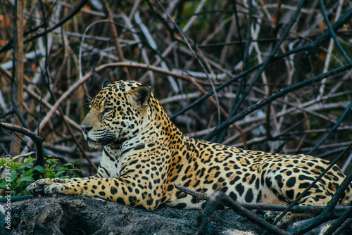 Jaguar in the tree