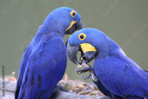pair of blue macaw