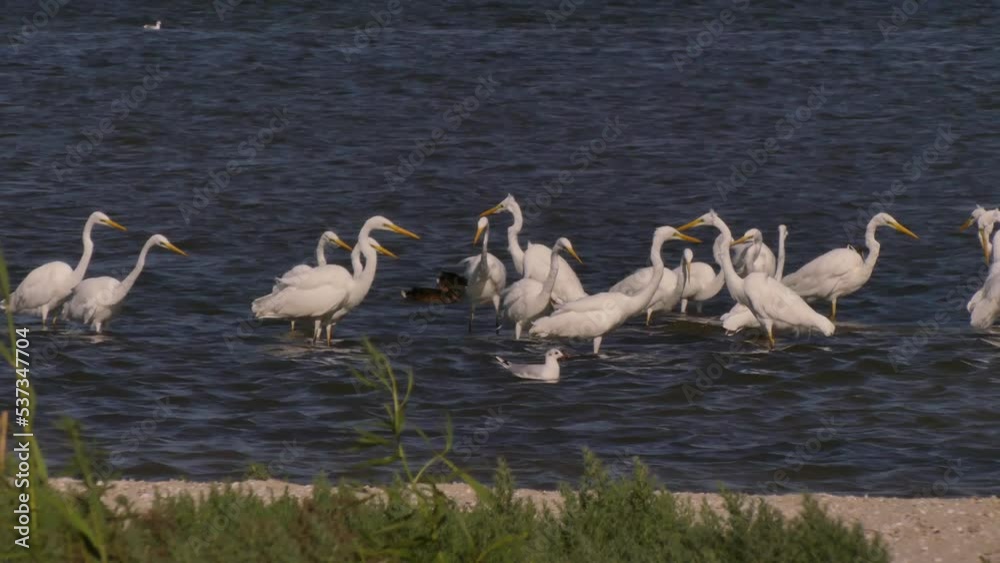 A flock of great and small egrets fish in shallow water. Tuzlovsky estuaries on the Black Sea coast (Ukraine).