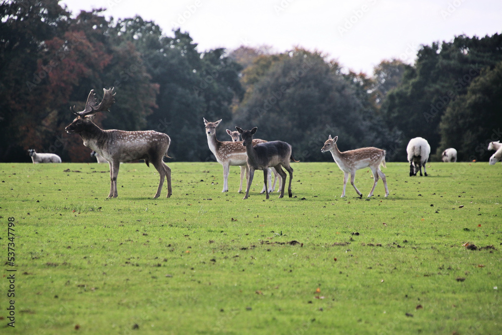 A view of a Fallow Deer in the Cheshire Countryside A view of a Fallow Deer in the Cheshire Countryside
