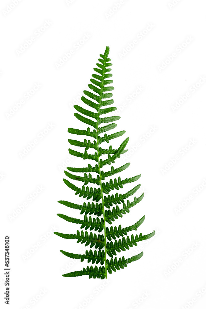 Isolated ornament of green fern leaves on a white background Isolated ornament of green fern leaves on a white background