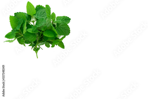 Lemon Balm (herb) tied in a bunch on white backgriound