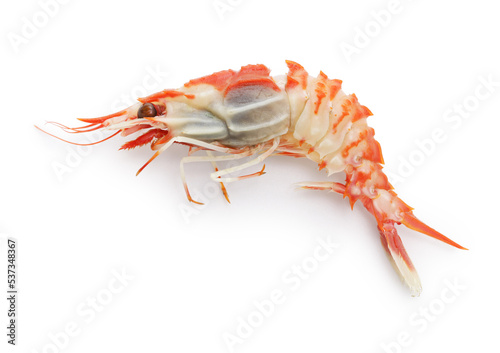 Toge Hirata shrimp (Glyphocrangon hastacauda Bate) isolated on white background photo