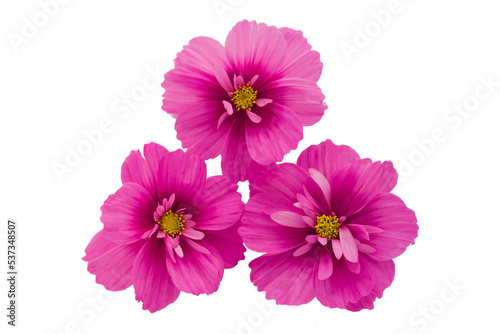 light pink Cosmos flowers isolated on black background.