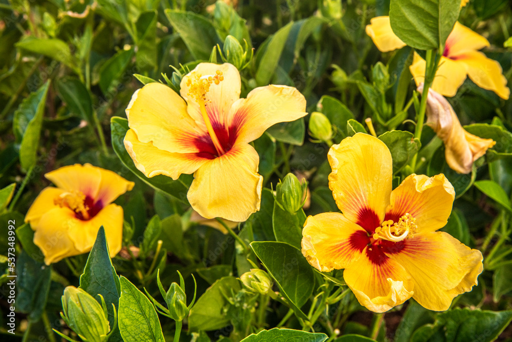 Beautiful Tropical Hawaiian Flower Beautiful Tropical Hawaiian Flower