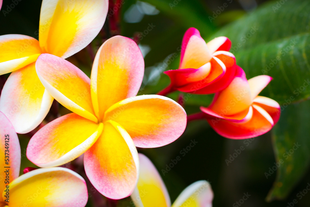 Obraz premium Beautiful Tropical Hawaiian Flower