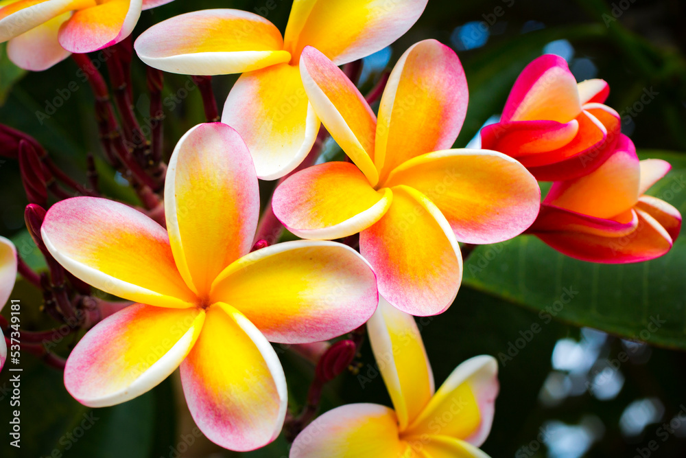 Beautiful Tropical Hawaiian Flower Beautiful Tropical Hawaiian Flower