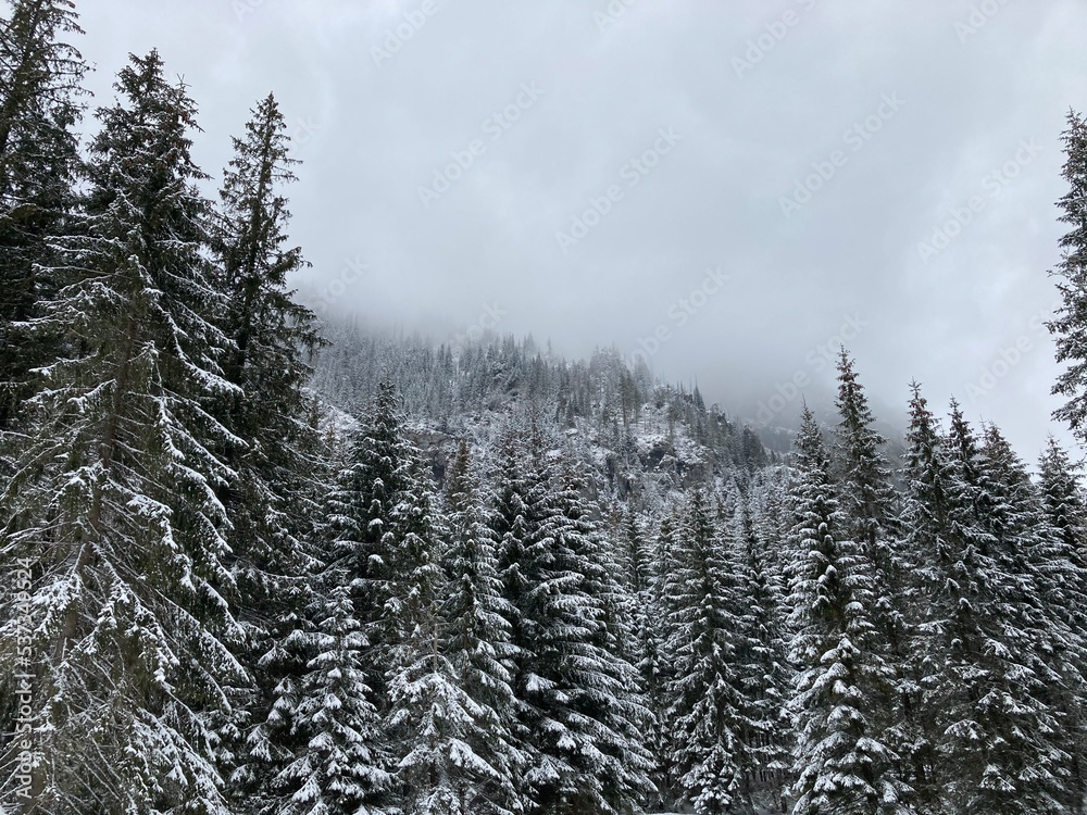 Mountain landscape in the winter day with fog. Forest and trees with the snow in the winter day. Mountain path for hiking in the mountains with snow, trees and forest. Foggy snow mountain landscape.