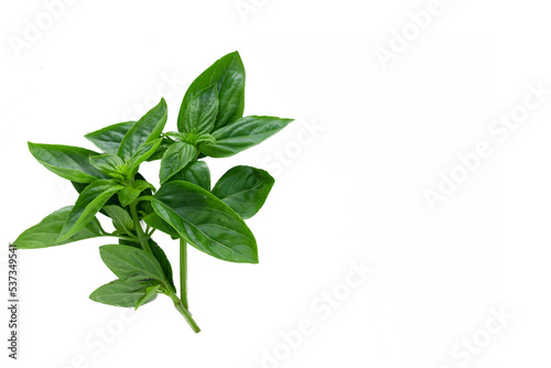 Mediterranean diet: fresh basil on white background