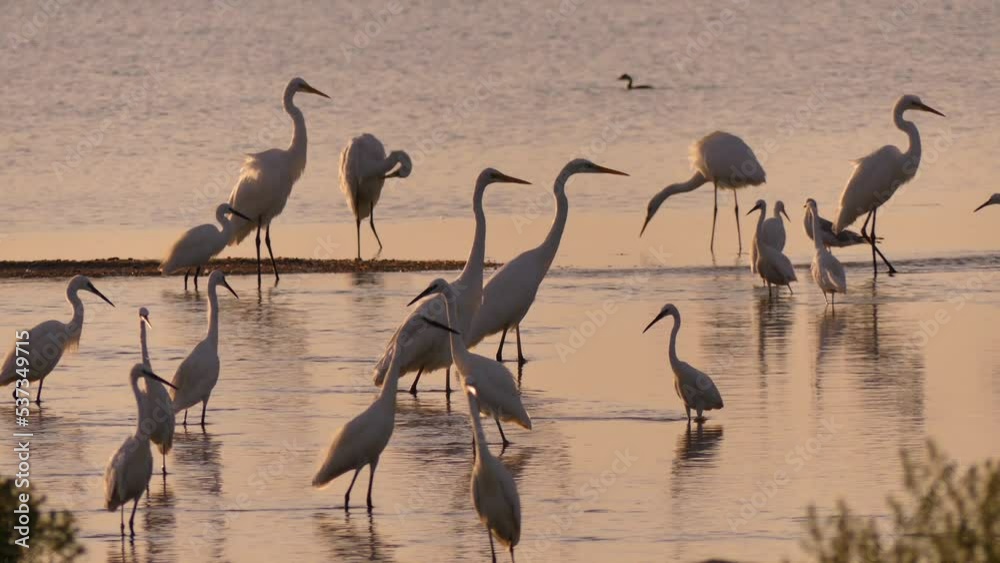 A flock of great and small egrets fish in shallow water. Tuzlovsky estuaries on the Black Sea coast (Ukraine).