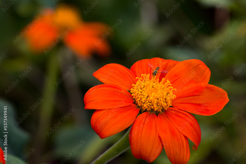 Beautiful Tropical Hawaiian Flower Beautiful Tropical Hawaiian Flower