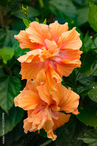 Beautiful Tropical Hawaiian Flower © shanemyersphoto