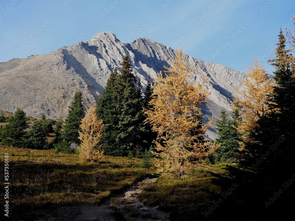 Golden color larches at Ptarmigan Cirque near Highwood Pass at Kananaskis Golden color larches at Ptarmigan Cirque near Highwood Pass at Kananaskis