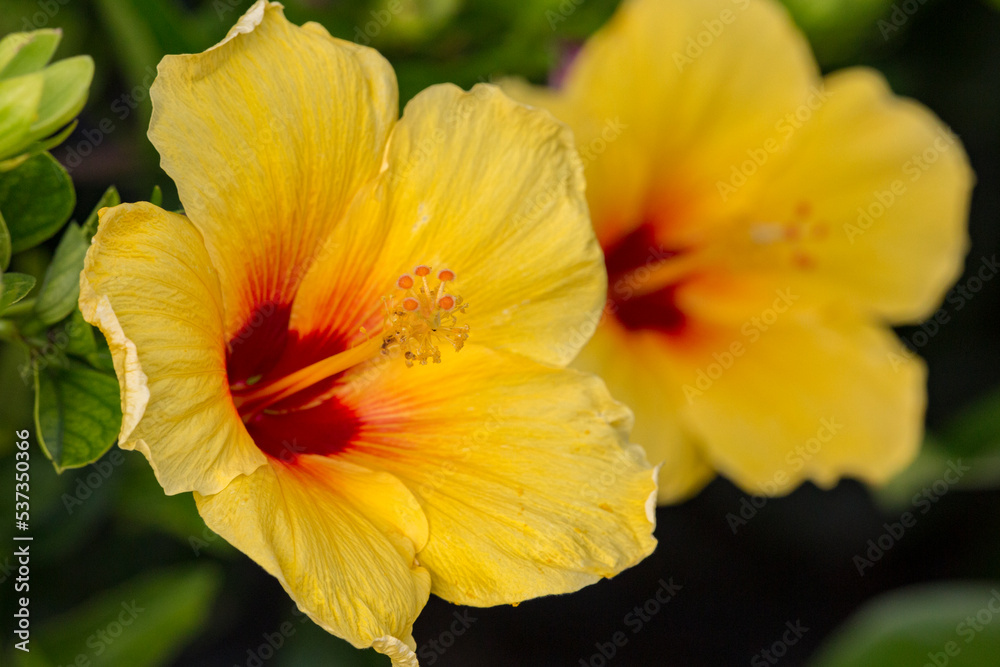 Beautiful Tropical Hawaiian Flower
