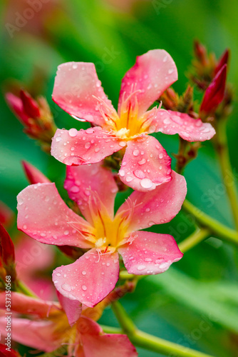 Beautiful Tropical Hawaiian Flower