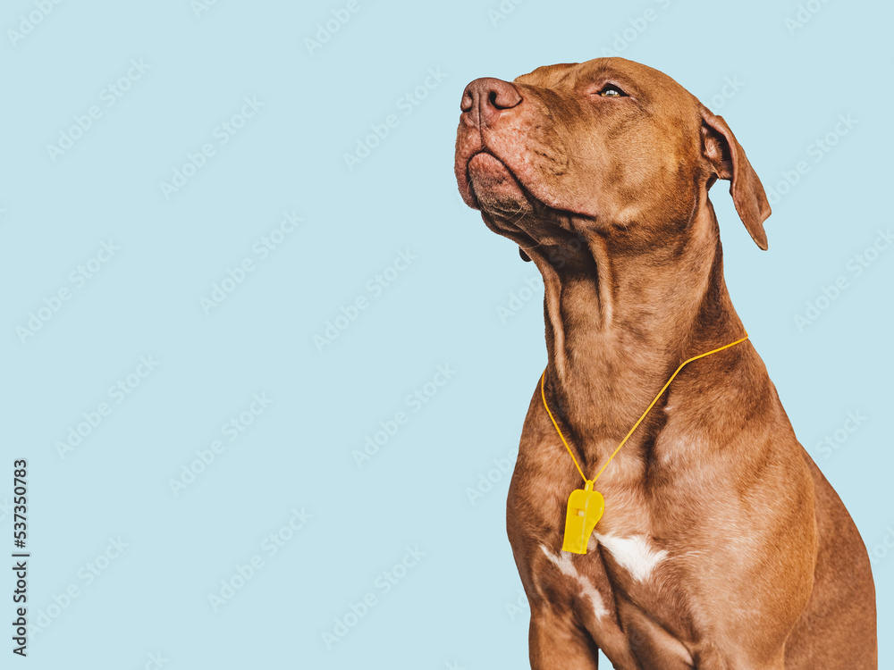 Charming, lovable puppy and referee's whistle. Preparing for the World Cup. Close-up, indoors. Studio photo. Concept of care, education, obedience training and raising pet