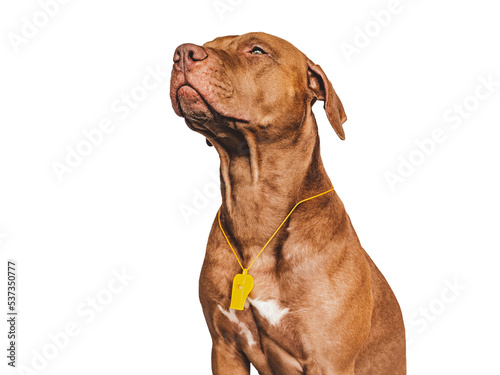 Charming, lovable puppy and referee's whistle. Preparing for the World Cup. Close-up, indoors. Studio photo. Concept of care, education, obedience training and raising pet