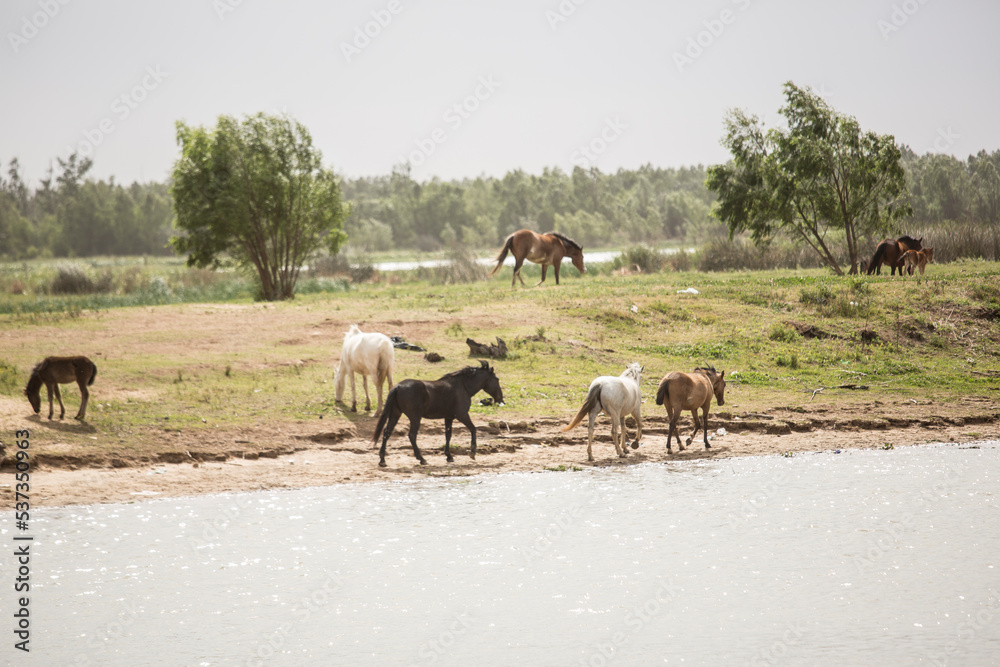 caballos en el campo