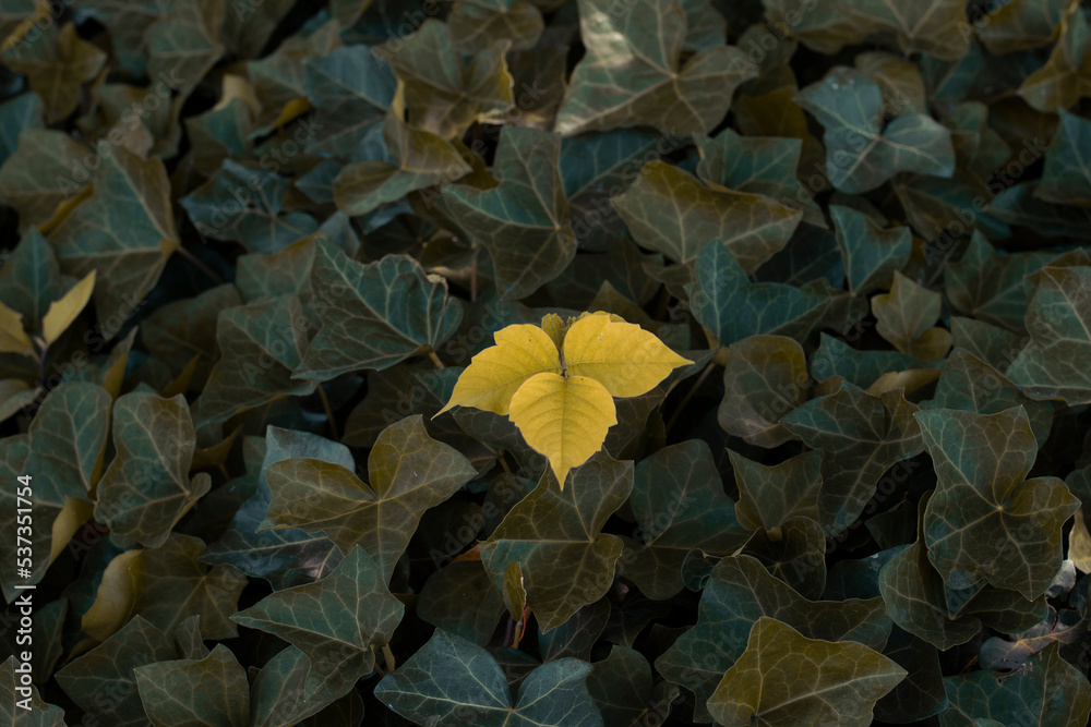 First autumn yellow leaf First autumn yellow leaf