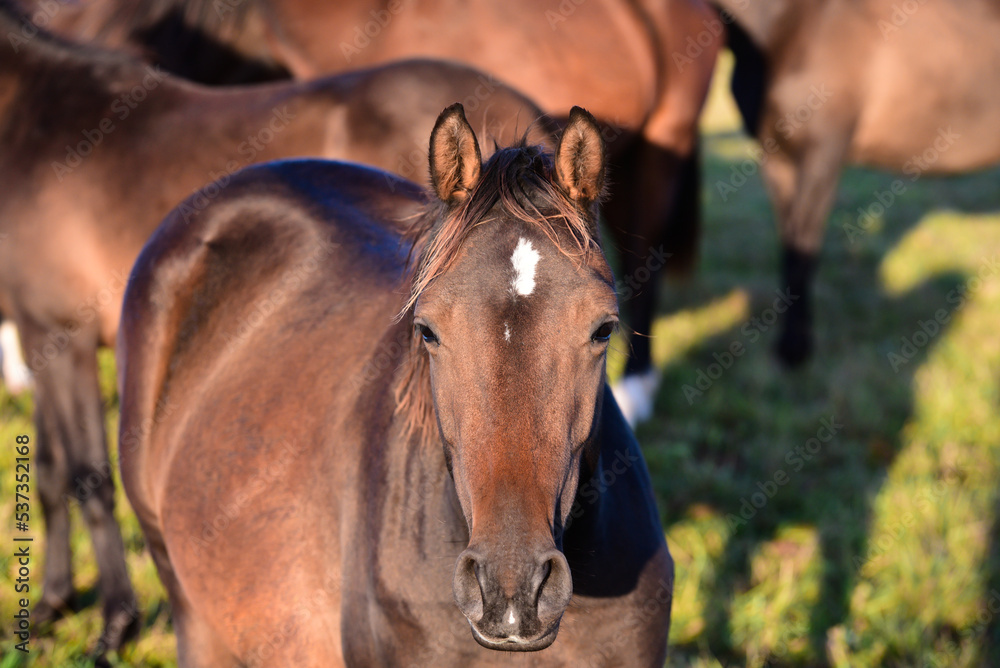 Obraz premium beautiful brown horses graze on the edge of a meadow in an outdoor park in the evening sunset in autumn