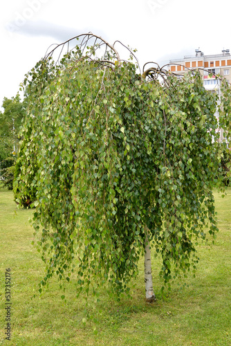 Young's birch (Betula pendula 'Youngii'). General view of the tree