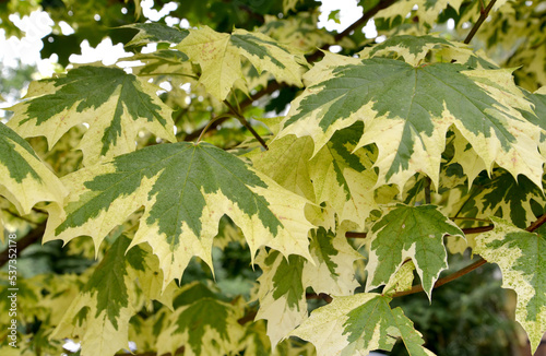 Drummond's maple (Acer platanoides Drummondii). Foliage close-up photo