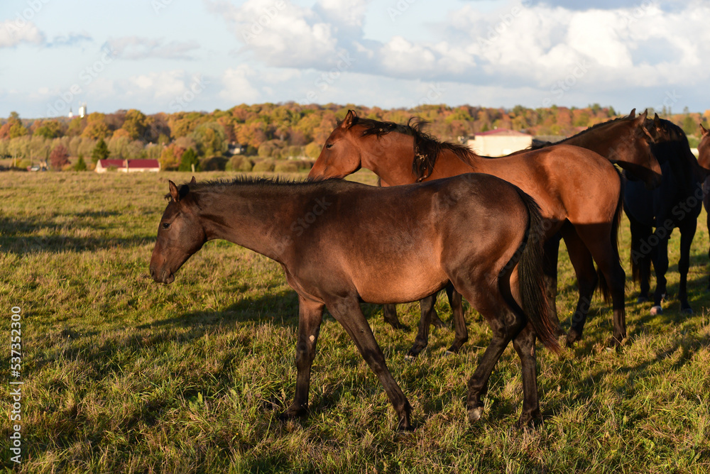 beautiful brown horses graze on the edge of a meadow in an outdoor park in the evening sunset in autumn. beautiful brown horses graze on the edge of a meadow in an outdoor park in the evening sunset in autumn.