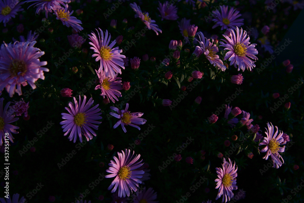 Aster chamomile flower.
Purple flower in the garden on a natural background Aster chamomile flower.
Purple flower in the garden on a natural background