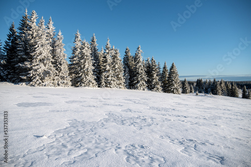 Winter forest, Sumava national park © Kristyna_Mladkova