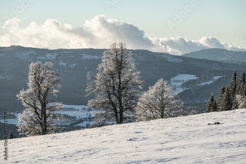 Tree line, winter at Sumava national park © Kristyna_Mladkova