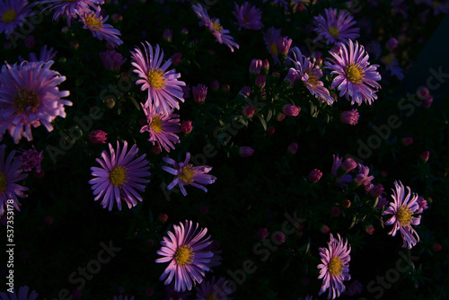 Aster chamomile flower. Purple flower in the garden on a natural background