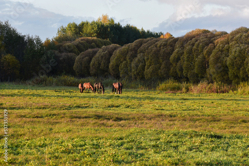 beautiful willows on the edge of a green meadow where brown horses graze in the evening sunset in autumn