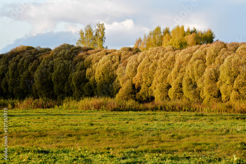 beautiful willows on the edge of a green meadow in the evening sunset in autumn.