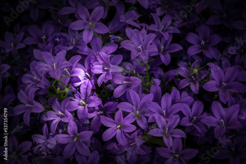 fiori viola photo