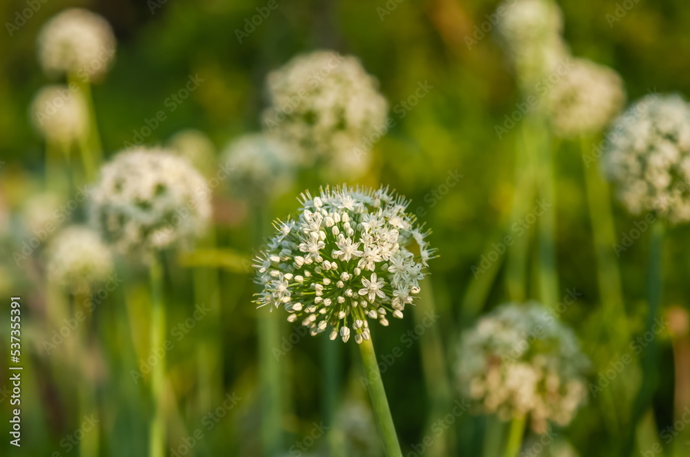 Garlic flowers close-up on the background of greenery in summer Garlic flowers close-up on the background of greenery in summer