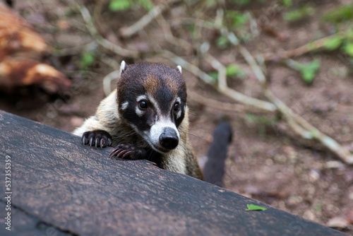 Closeup of a white-nosed coati (Nasua narica) in a park