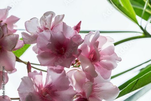 fiori di gerani