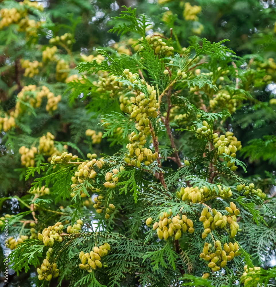 A branch of thuja with flowers in close-up in summer A branch of thuja with flowers in close-up in summer