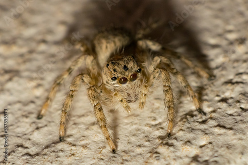 Close up picture of a jumping spider sitting on the floor with blurred background. Macro image of a hairy jumping spider.