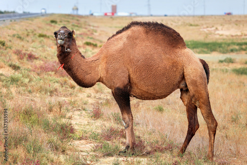 Dromedary camel © art_zzz