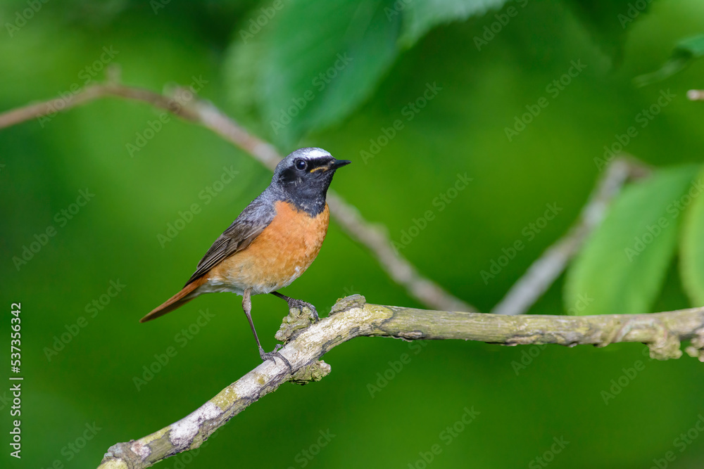 Male Redstart, Phoenicurus phoenicurus, perched on a tree branch, side on view Male Redstart, Phoenicurus phoenicurus, perched on a tree branch, side on view